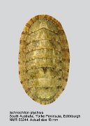 Ischnochiton ptychius